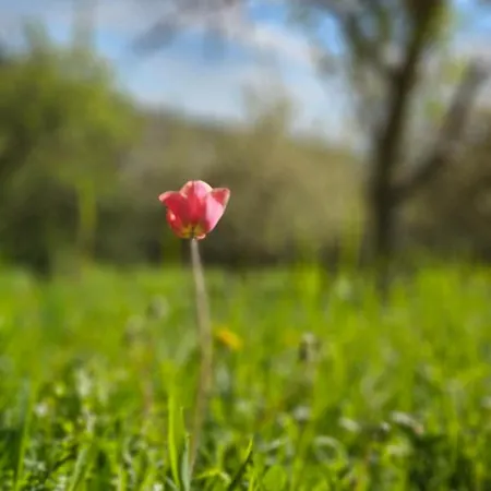 Ferienapartment Wilma